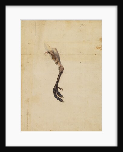 Turkey leg and spur by Anonymous