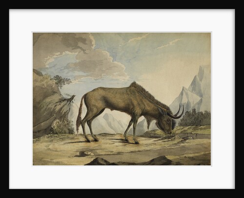 American bison by Anonymous