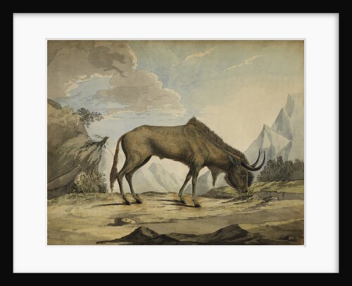 American bison by Anonymous