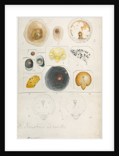 Aspidiotus auranth and Aspidiotus ficus by Robert Newstead