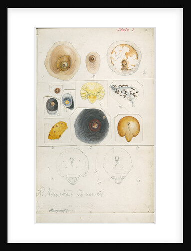 Aspidiotus auranth and Aspidiotus ficus by Robert Newstead