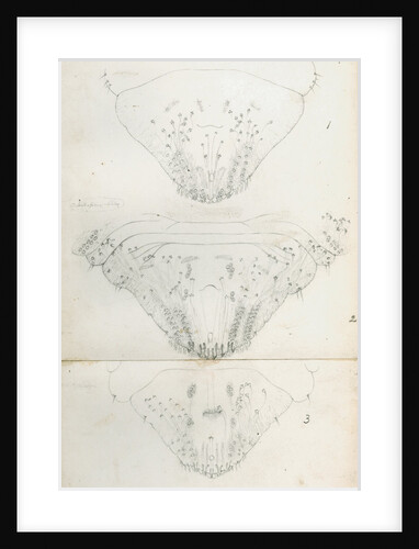Posterior body parts of Aspidiotus aurantii, Aspidiotus ficus and Aspidiotus dictyospermi by Robert Newstead