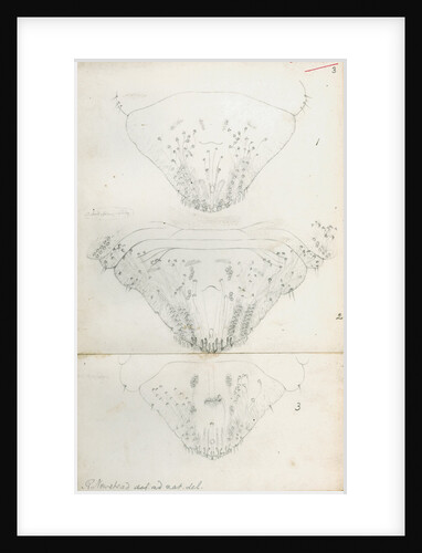 Posterior body parts of Aspidiotus aurantii, Aspidiotus ficus and Aspidiotus dictyospermi by Robert Newstead