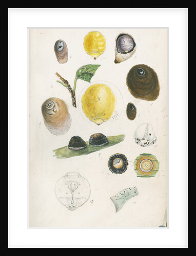 Aspidiotus bromelliae, Aspidiotus camellae and Aspidiotus personatus by Robert Newstead