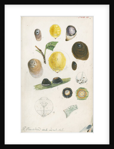 Aspidiotus bromelliae, Aspidiotus camellae and Aspidiotus personatus by Robert Newstead