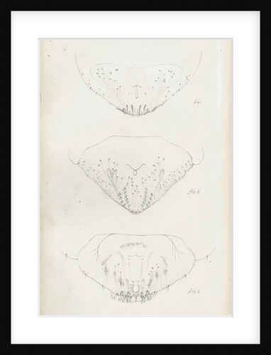 Posterior body parts of Aspidiotus personatus, Aspidiotus bromellae and Aspidiotus camellae by Robert Newstead