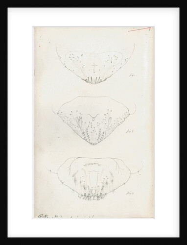 Posterior body parts of Aspidiotus personatus, Aspidiotus bromellae and Aspidiotus camellae by Robert Newstead