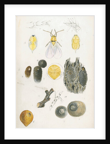 Aspidiotus ostreaeformis [European fruit scale] by Robert Newstead