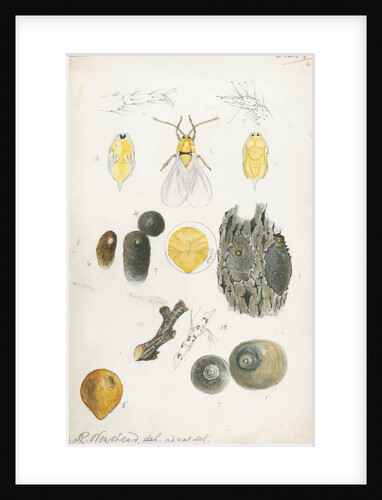 Aspidiotus ostreaeformis [European fruit scale] by Robert Newstead