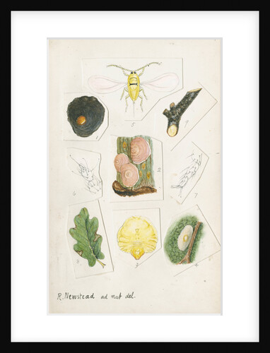 Aspidiotus zonatus by Robert Newstead