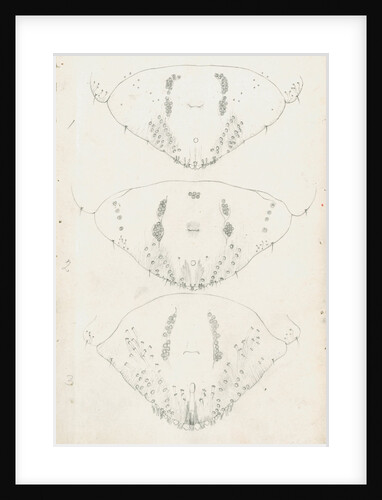 Posterior body parts of Aspidiotus zonatus, Aspidiotus ostreaeformis and Aspidiotus britannicus by Robert Newstead