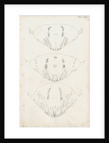 Posterior body parts of Aspidiotus zonatus, Aspidiotus ostreaeformis and Aspidiotus britannicus by Robert Newstead