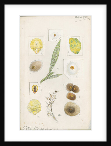 Aspidiotus hederae [Ivy scale] and Aspidiotus britannicus [Holly scale] by Robert Newstead