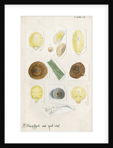 Aspidiotus cyanophyll [Cyanophyllum scale] and Aspidiotus dictyospermi [Spanish red scale] by Robert Newstead