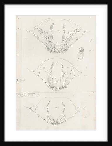 Posterior body parts of Aspidiotus hederae [Ivy scale], Aspidiotus cyanophyll [Cyanophyllum scale] and Aspidiotus spinosus by Robert Newstead