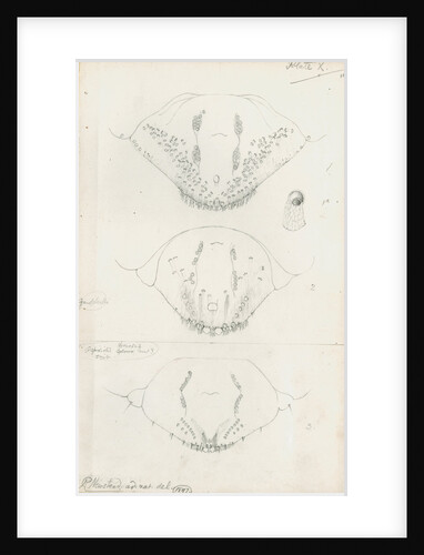 Posterior body parts of Aspidiotus hederae [Ivy scale], Aspidiotus cyanophyll [Cyanophyllum scale] and Aspidiotus spinosus by Robert Newstead