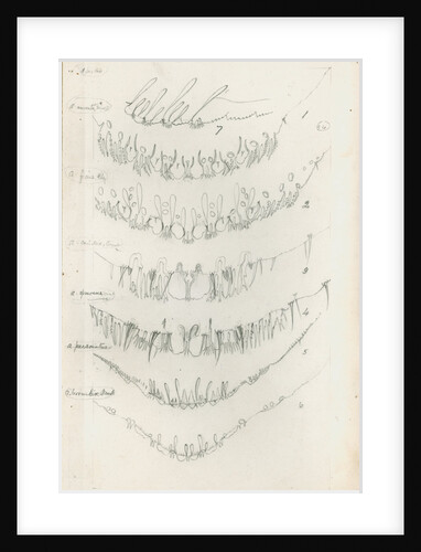Posterior body margins of female Aspidiotus by Robert Newstead