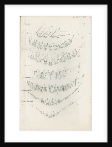 Posterior body margins of female Aspidiotus by Robert Newstead