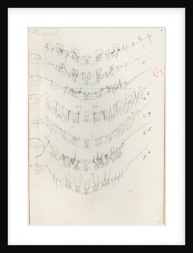 Posterior body margins of female Aspidiotus by Robert Newstead