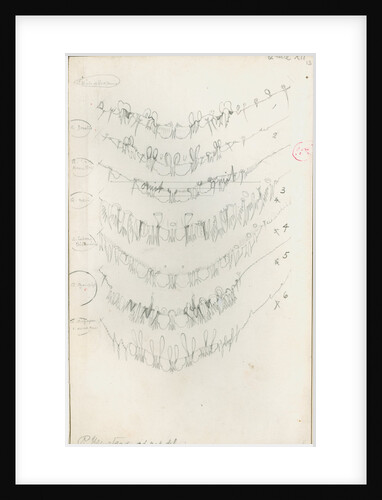 Posterior body margins of female Aspidiotus by Robert Newstead
