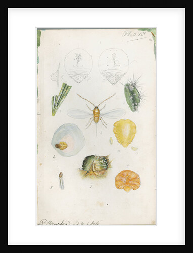 Diaspis bromellae [Pineapple scale], Diaspis boisduvalii [Biosduval scale] and Diaspis calyptroides [Cactus scale] by Robert Newstead
