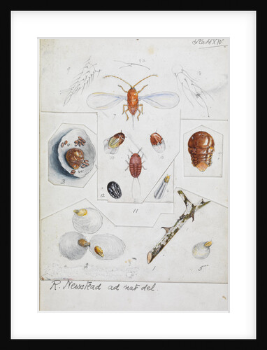 Aulacaspis rosae [Rose scale] by Robert Newstead
