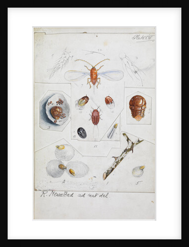 Aulacaspis rosae [Rose scale] by Robert Newstead