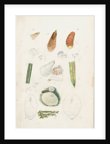Poliaspis cycadis [Poliaspis cycad scale], Pinnaspis buxi [Boxwood scale] and Diaspis zamiae by Robert Newstead