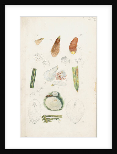 Poliaspis cycadis [Poliaspis cycad scale], Pinnaspis buxi [Boxwood scale] and Diaspis zamiae by Robert Newstead