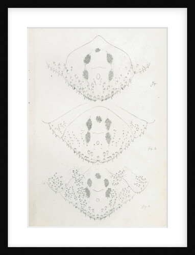 Posterior body parts of Diaspis bromellae [Pineapple scale], Diaspis boisduvalii [Biosduval scale] and Diaspis calyptroides [Cactus scale] by Robert Newstead