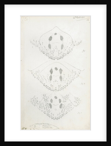 Posterior body parts of Diaspis bromellae [Pineapple scale], Diaspis boisduvalii [Biosduval scale] and Diaspis calyptroides [Cactus scale] by Robert Newstead