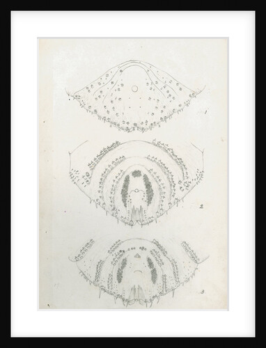 Posterior body parts of Diaspis zamiae, Aulacaspis rosae [Rose scale] and Poliaspis cycadis [Poliaspis cycad scale] by Robert Newstead