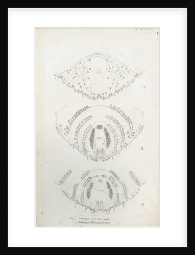 Posterior body parts of Diaspis zamiae, Aulacaspis rosae [Rose scale] and Poliaspis cycadis [Poliaspis cycad scale] by Robert Newstead