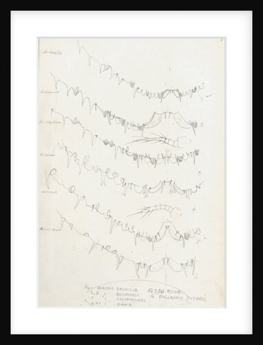 Posterior body margins of female Diaspis, Aulacaspis and Poliapsis by Robert Newstead