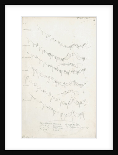 Posterior body margins of female Diaspis, Aulacaspis and Poliapsis by Robert Newstead