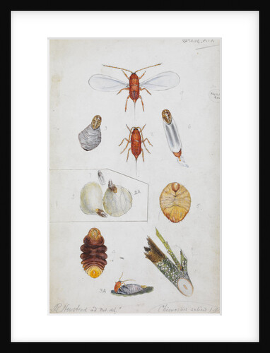 Chionaspis salicis [Willow scale] by Robert Newstead