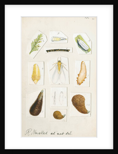 Chionaspis aspidistrae by Robert Newstead