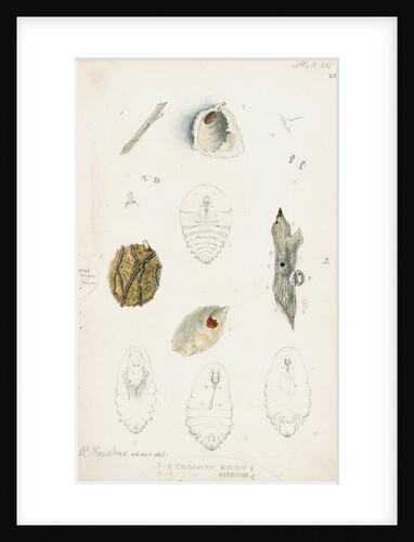 Chionaspis biclavis, Chionaspis aspidistrae and Chionaspis salicis [Willow scale] by Robert Newstead