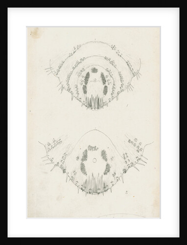 Posterior body margins of female Chionaspis salicis [Willow scale] and Chionaspis aspidistrae by Robert Newstead