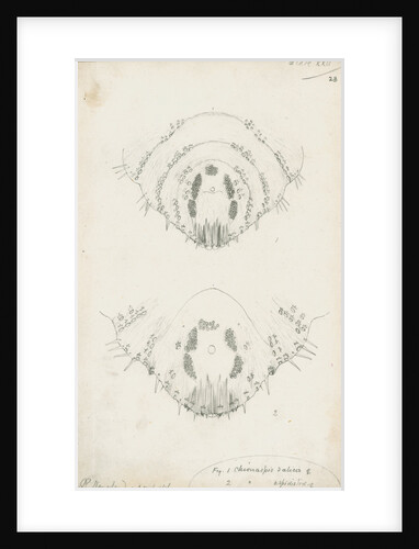 Posterior body margins of female Chionaspis salicis [Willow scale] and Chionaspis aspidistrae by Robert Newstead
