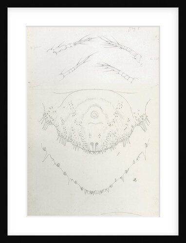 Posterior body margins of female Chionaspis bicalvis and Pinnaspis buxi [Boxwood scale] by Robert Newstead