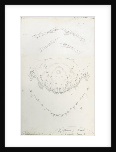Posterior body margins of female Chionaspis bicalvis and Pinnaspis buxi [Boxwood scale] by Robert Newstead