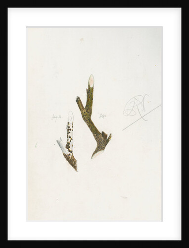 Mytilaspis pomorum [Mussel scale] by Robert Newstead