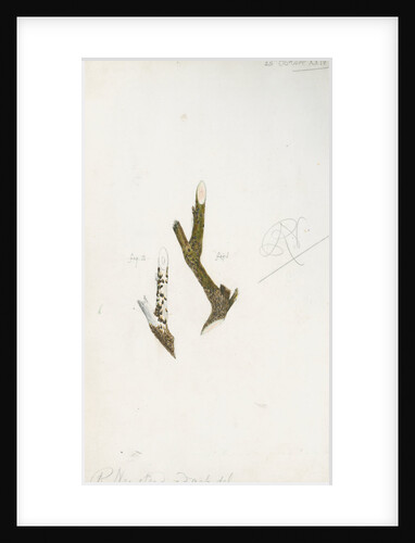 Mytilaspis pomorum [Mussel scale] by Robert Newstead