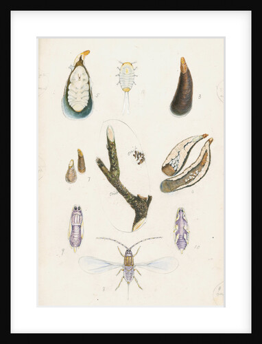 Mytilaspis pomorum [Mussel scale] by Robert Newstead