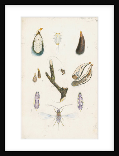 Mytilaspis pomorum [Mussel scale] by Robert Newstead