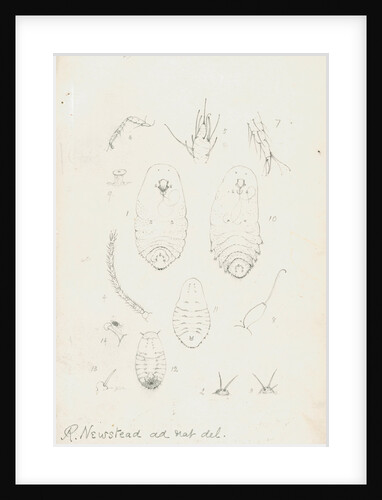 Mytilaspis pomorum [Mussel scale], Mytilaspis pinnaeformis and Pinnaspis buxi [Boxwood scale] by Robert Newstead