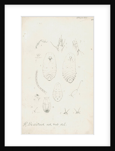 Mytilaspis pomorum [Mussel scale], Mytilaspis pinnaeformis and Pinnaspis buxi [Boxwood scale] by Robert Newstead