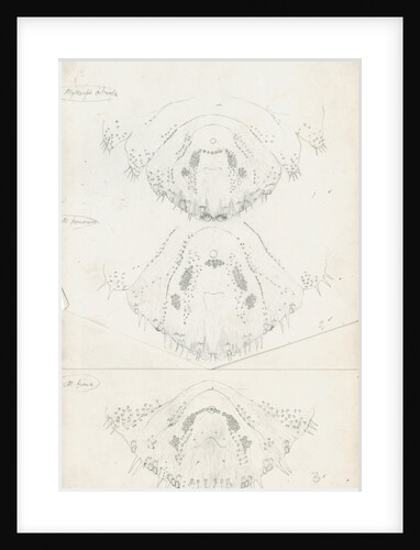Posterior body parts of female Mytilaspis pinnaeformis, Mytilaspis pomorum [Mussel scale] and Mytilaspis ficuus by Robert Newstead