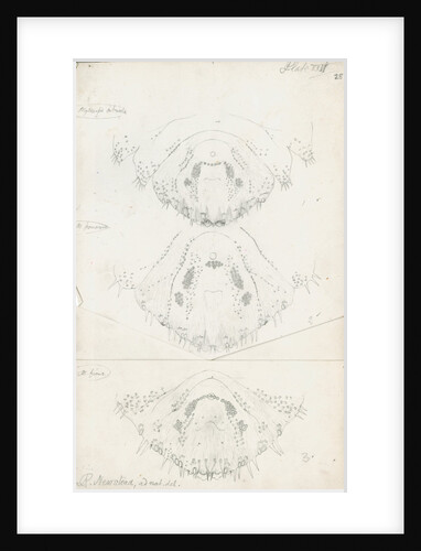 Posterior body parts of female Mytilaspis pinnaeformis, Mytilaspis pomorum [Mussel scale] and Mytilaspis ficuus by Robert Newstead